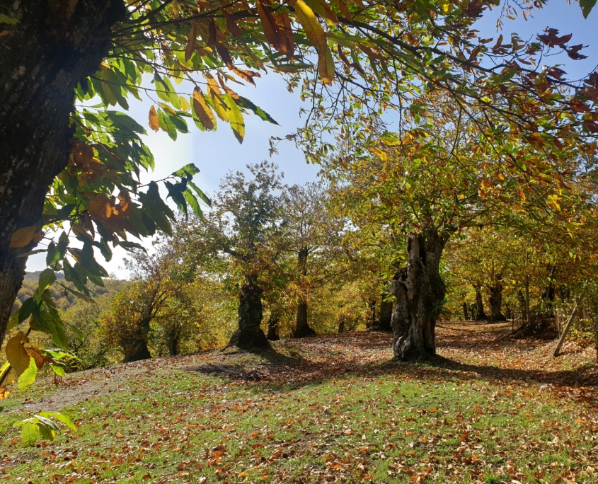 Phytophthora cinnamomi habitat