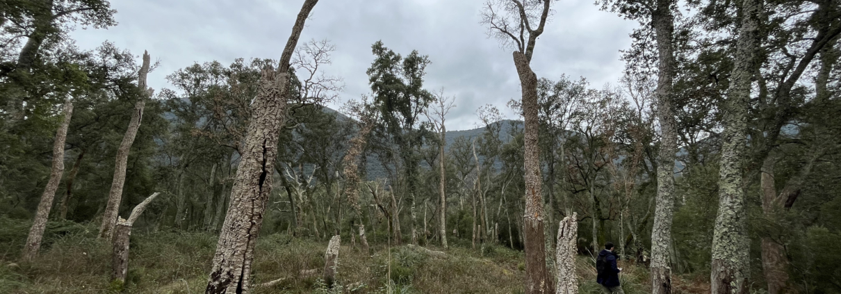 La sughereta di Valle Marina La sughereta di Valle Marina