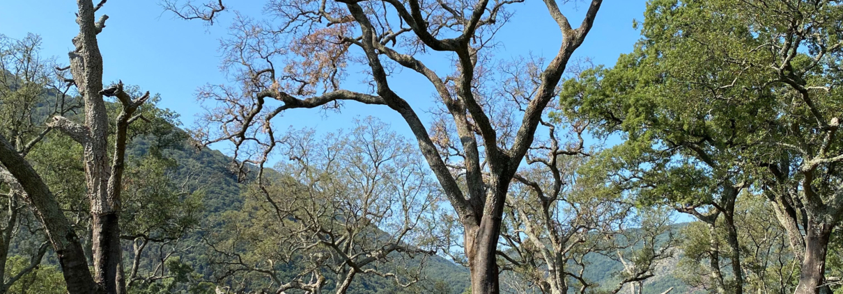 Sintomi-di-Phytophthora-cinnamomi-su-Quercus-suber